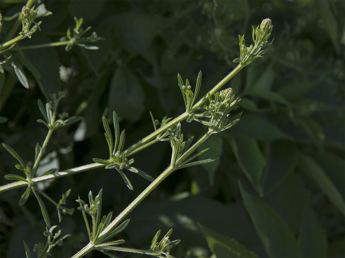 Galium aparine